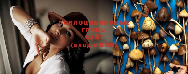 стаф Алзамай