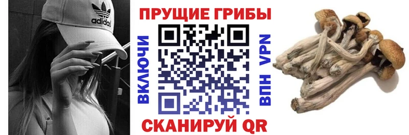 Псилоцибиновые грибы Psilocybe  Полтавская 